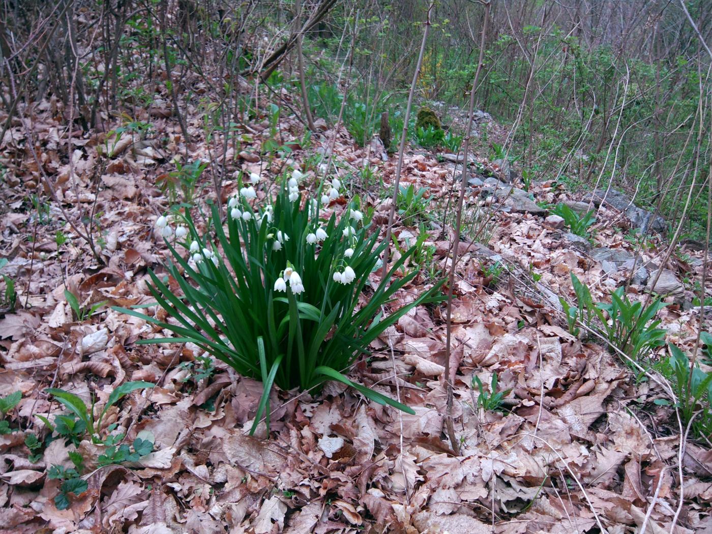 Spring snowflake plant